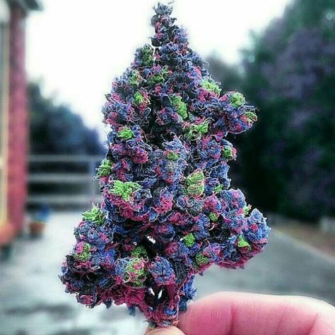 Weed from the future 👽 

What would you name this strain? 😳

#CannabisCommunity