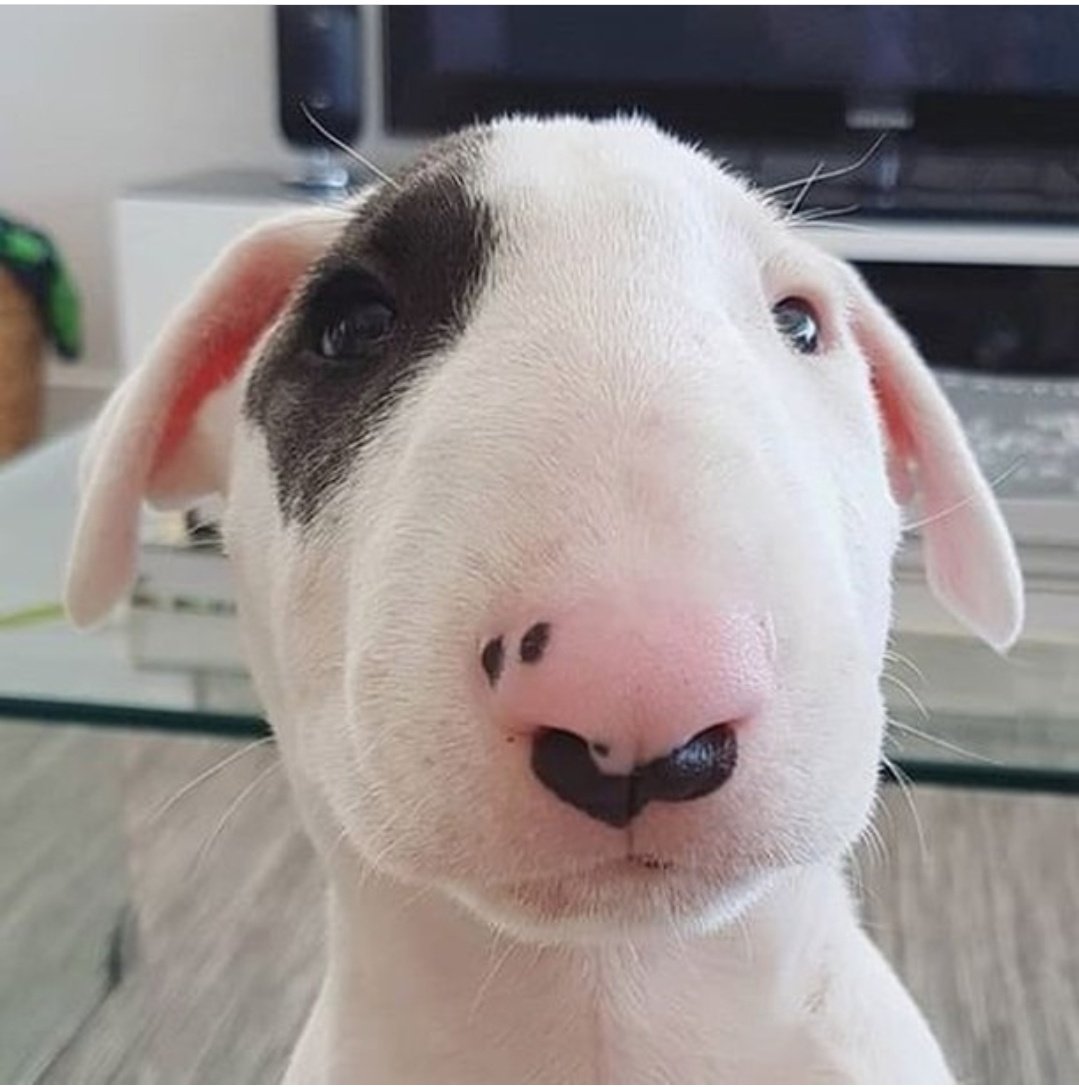 Crypto NiFTo tweet media