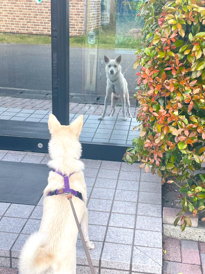 お 犬か 自動ドアのガラスに映る自分の姿が気になるワンちゃん おたくま経済新聞