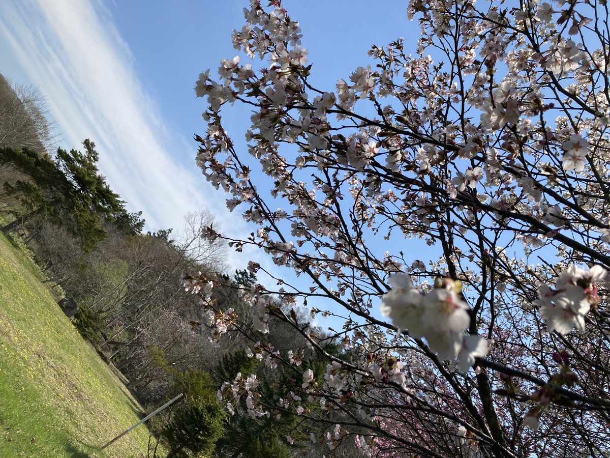 poperacho's tweet photo. やっと春 https://t.co/9rnT1XTjlL