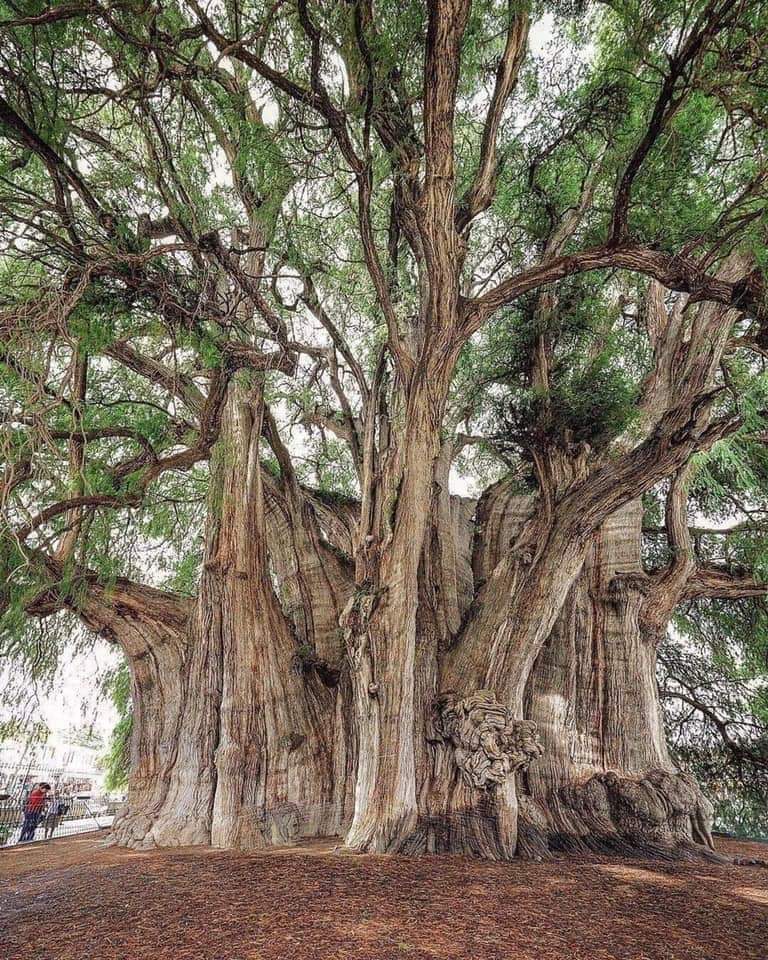 The 2000-year-old tree of Tule, Oaxaca, Mexico. It has the largest trunk diameter in the world. Its circumference is close to 60m.