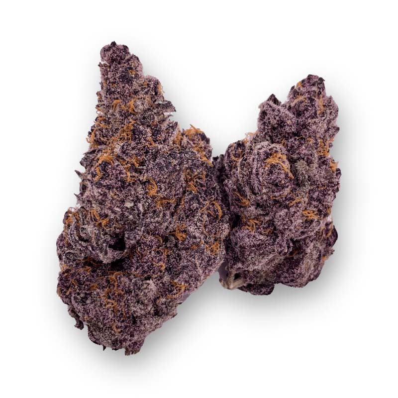 Hortmanslife's tweet photo. Tropicana Cherries

Tropicana Cookies X Cherry Cookies

RATIO:
60/40 Sativa

FLAVOR NOTES:
Cherry, Citrus, Nutty, Orange, Sour, Sweet

#cannabisclones #tropicanacherries #relentlessgenetics https://t.co/pwMxG98KwZ