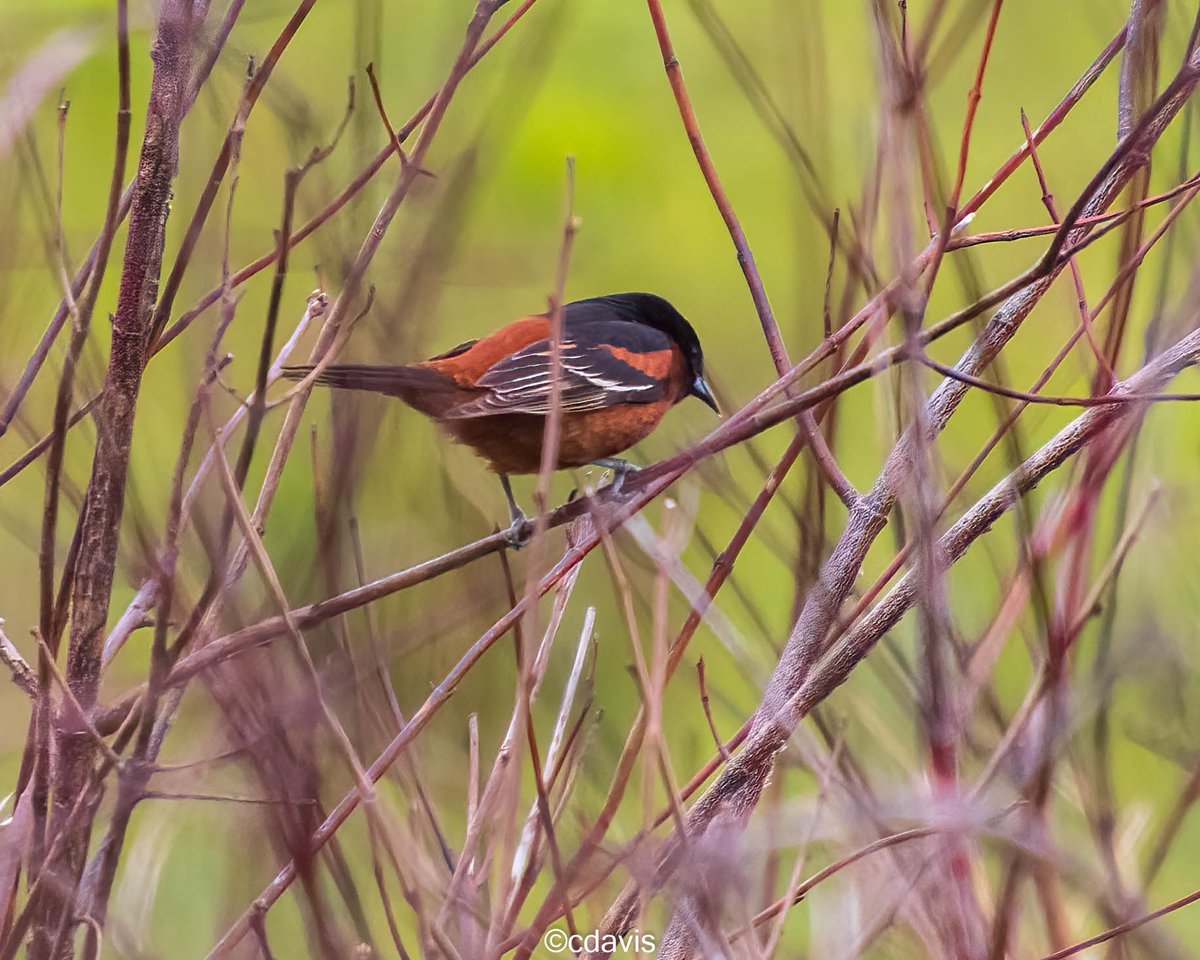 cdavis_xphi_six's tweet photo. Great day birding at the #PoleFarm Sunday PM.  Orchard Oriole, Bald Eagle, Veery, Mockingbirds, Meadowlarks and the usual suspects.  #NJBirding, #CentralJersey #birdphotography #wildlifephotography https://t.co/CzkQhdbXJB