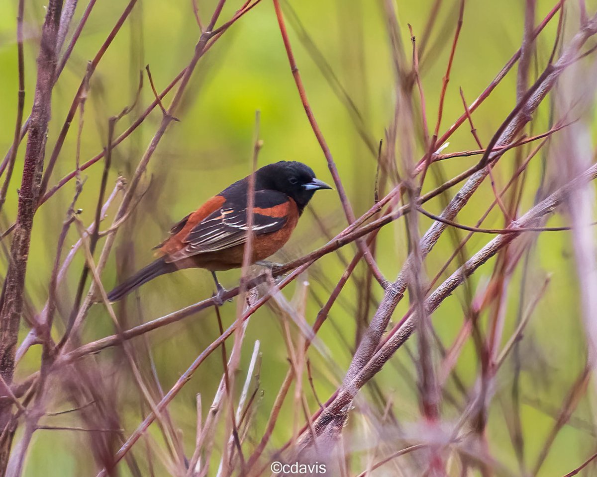 cdavis_xphi_six's tweet photo. Great day birding at the #PoleFarm Sunday PM.  Orchard Oriole, Bald Eagle, Veery, Mockingbirds, Meadowlarks and the usual suspects.  #NJBirding, #CentralJersey #birdphotography #wildlifephotography https://t.co/CzkQhdbXJB