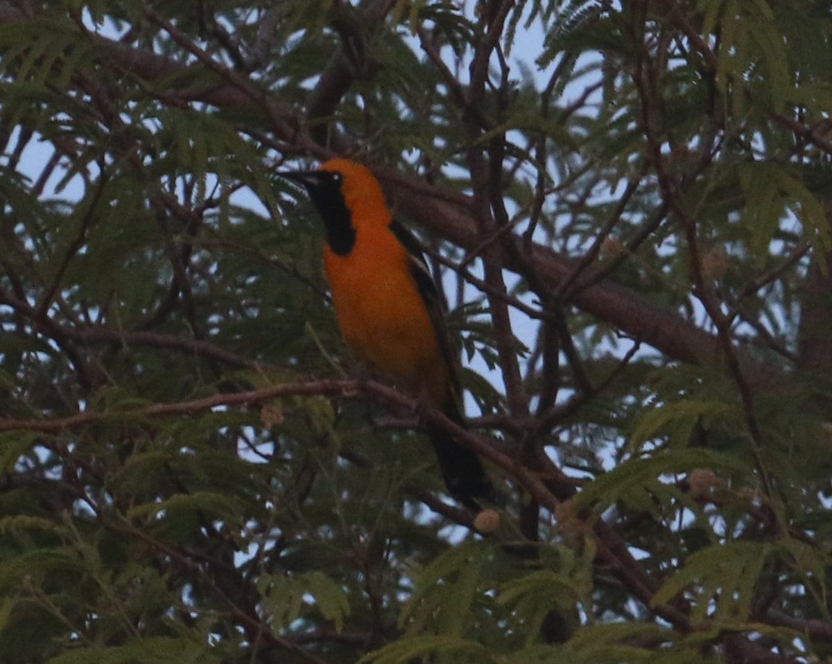 one of my favorites! #hoodedoriole #birdwatching #birdphotography #birdmigration