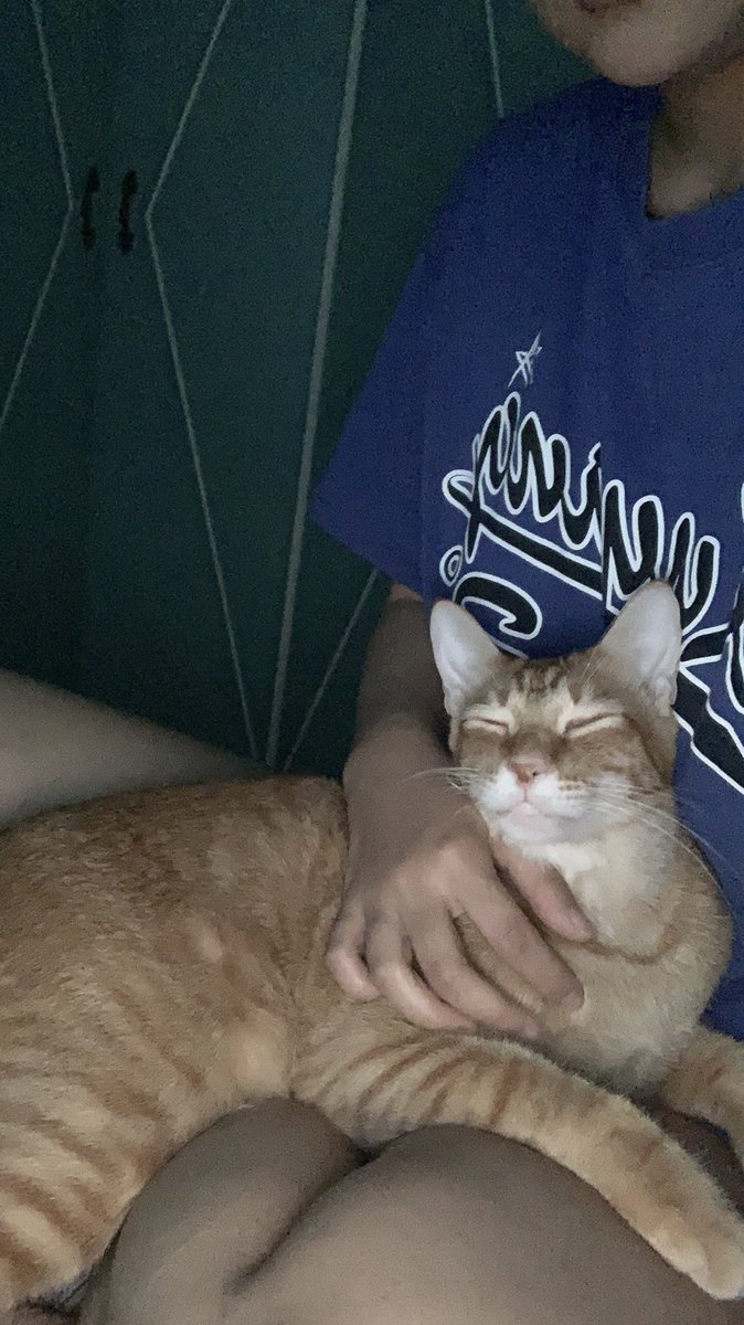 chelseabagots's tweet photo. My cat is so done dealing with all my leni breakdowns https://t.co/4AEGEcAIIH