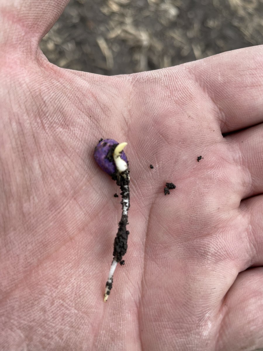 Sure looking good to me for the lack of heat until this week! <a href="/BecksHybrids/">Beck's Hybrids</a> top of the line seed treatment prevails again! #Plant22 #Plant2022 #plantbecks <a href="/BecksAgIA/">Beck's Iowa Agronomy</a>