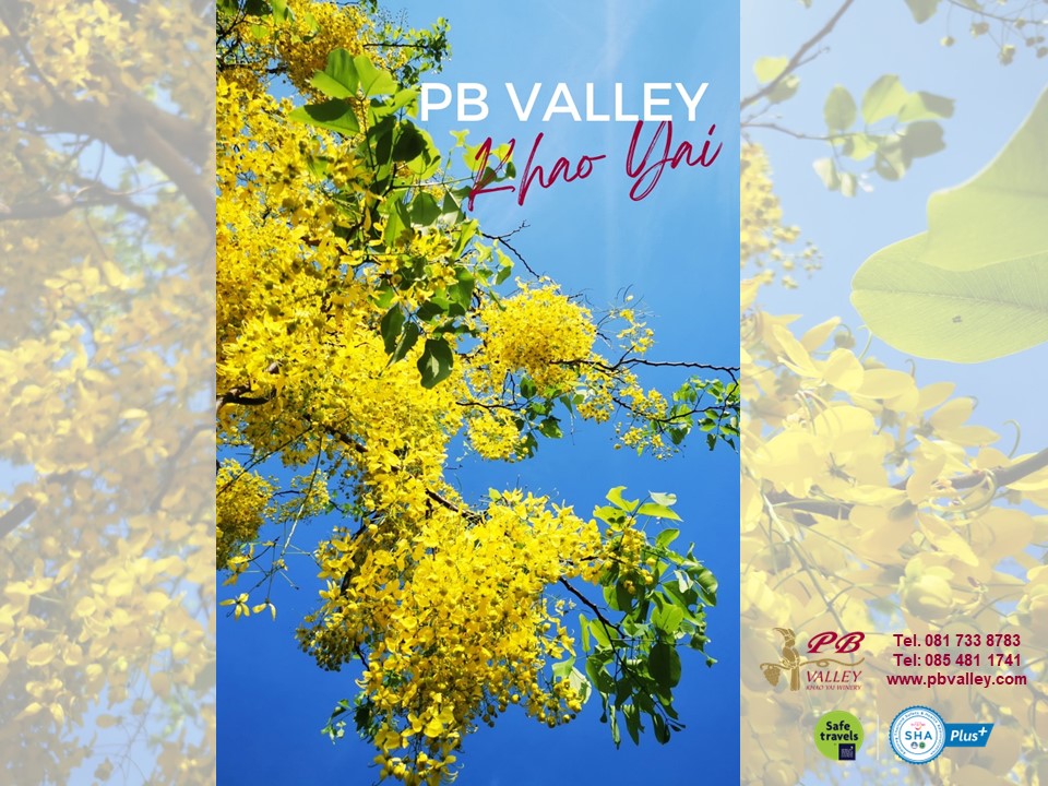 PBKhaoYai's tweet photo. Greetings from PB Valley on a “Blooming Day” come to breathe fresh air, experience nature, relax, explore the gardens & vineyards & forget the stress in the crowded, bustling city. #PBValley #Vineyard #Winery #FarmTours #diningwithaview #SHAPlus #FoodandTravel #MICE #KhaoYai https://t.co/Ap09Djlejo