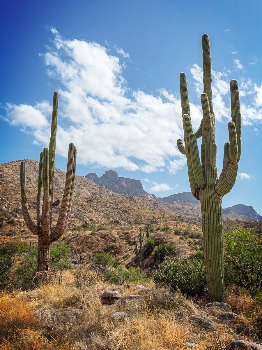 AZStateParks's tweet photo. What... you thought we'd miss #NationalCactusDay?? Not a chance! We love Arizona's "6th C" 🌵🌵🌵 https://t.co/cIrHVh7iGF