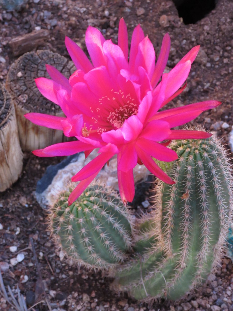 AZStateParks's tweet photo. What... you thought we'd miss #NationalCactusDay?? Not a chance! We love Arizona's "6th C" 🌵🌵🌵 https://t.co/cIrHVh7iGF