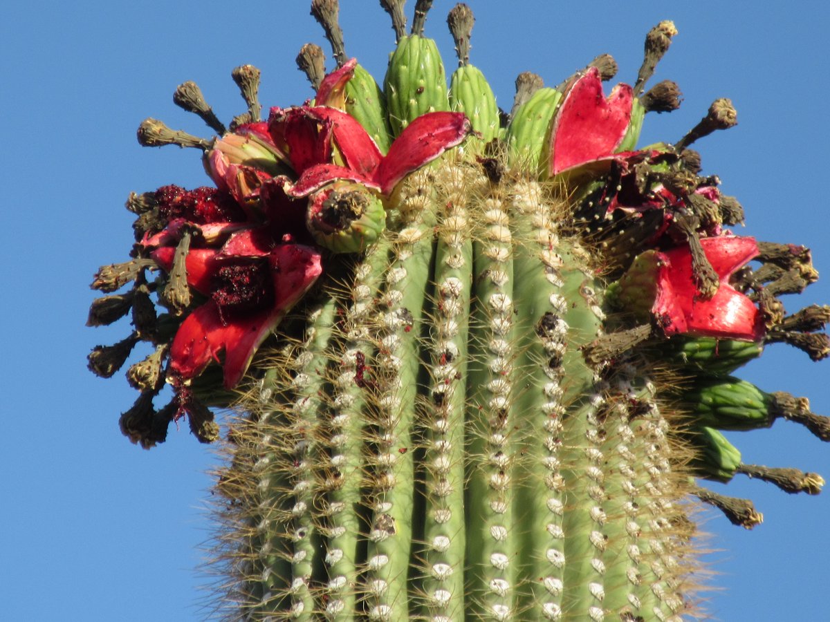 AZStateParks's tweet photo. What... you thought we'd miss #NationalCactusDay?? Not a chance! We love Arizona's "6th C" 🌵🌵🌵 https://t.co/cIrHVh7iGF