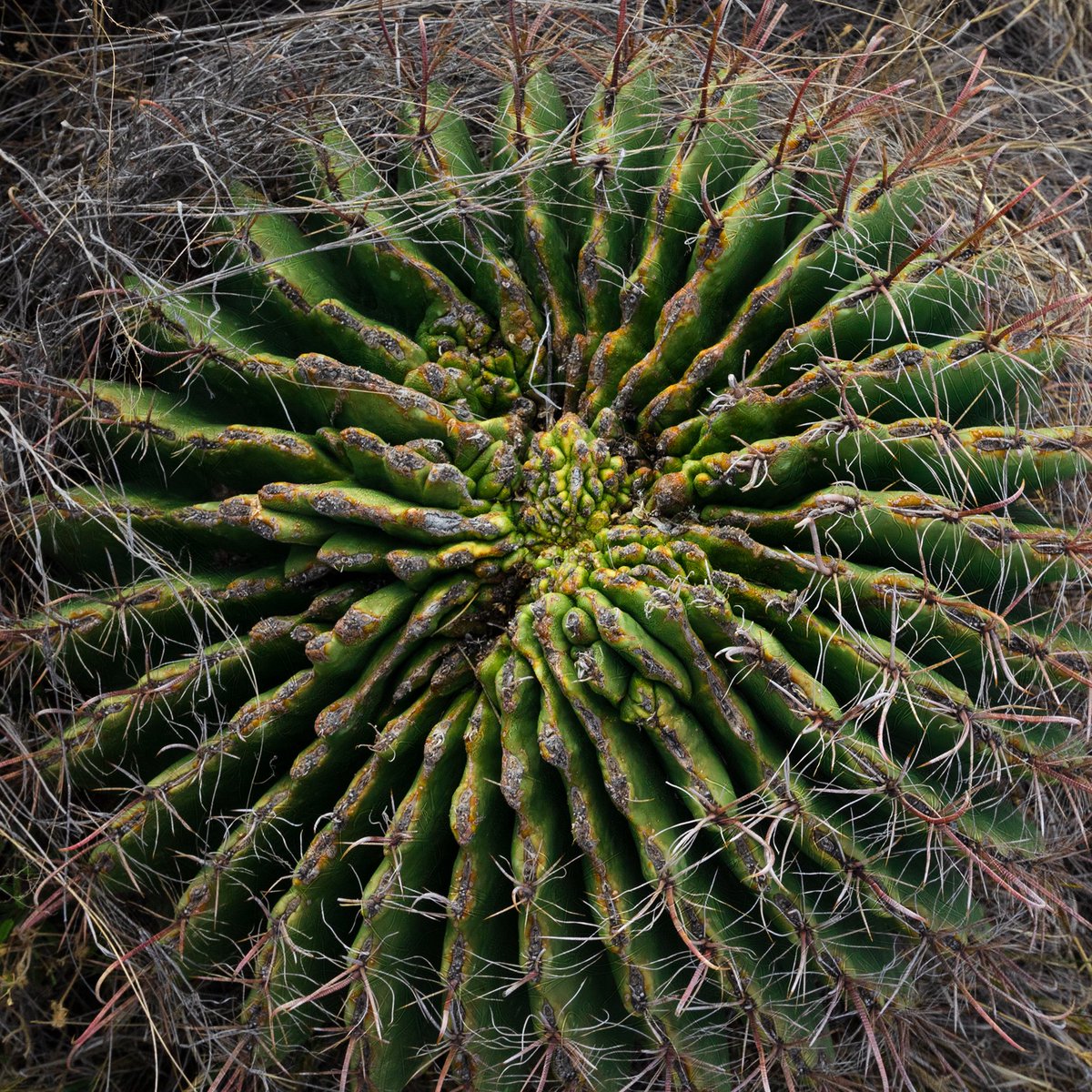 AZStateParks's tweet photo. What... you thought we'd miss #NationalCactusDay?? Not a chance! We love Arizona's "6th C" 🌵🌵🌵 https://t.co/cIrHVh7iGF