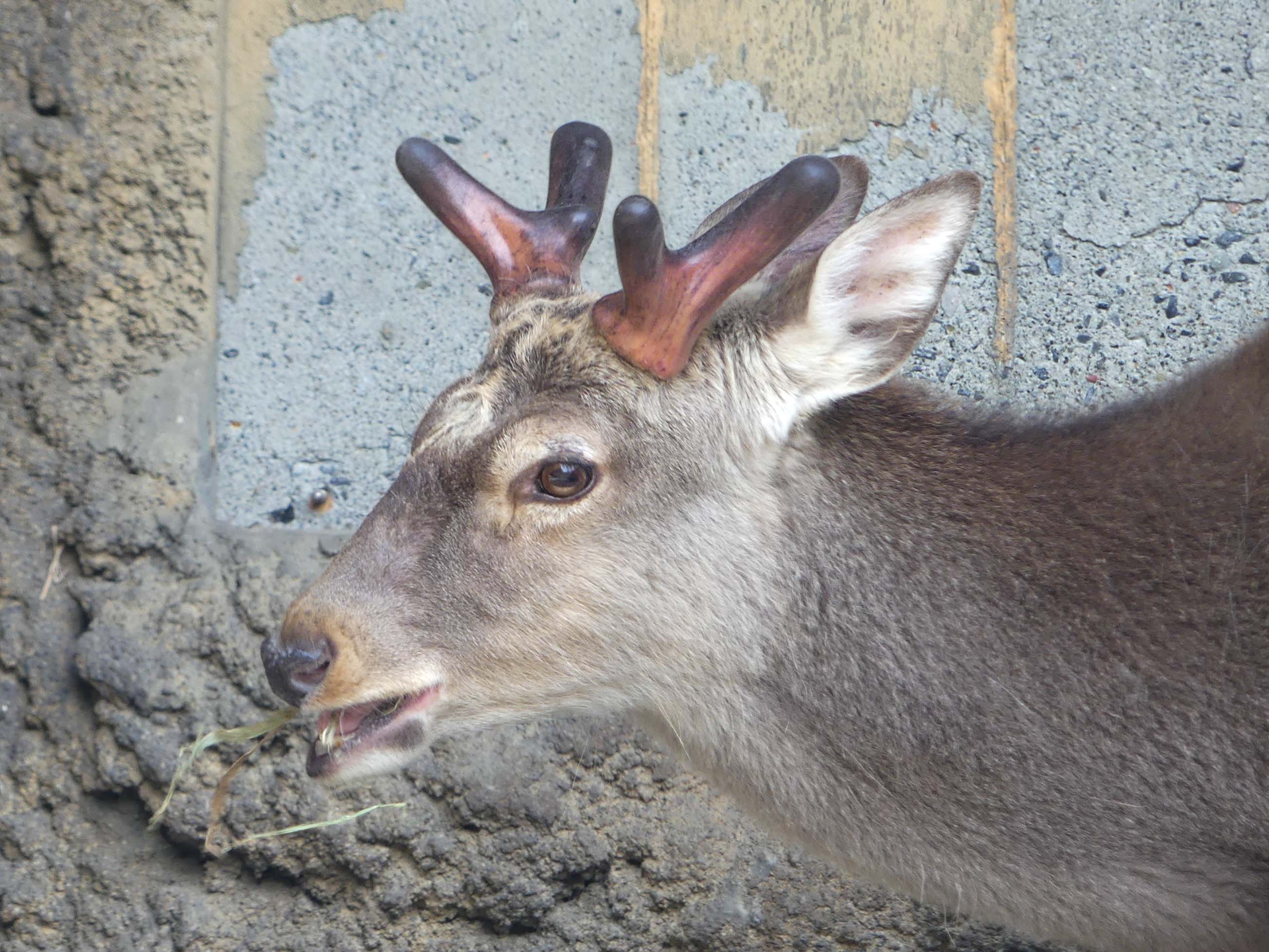 鹿の角 両角 顔付き エゾシカの角 上野動物園［公式］ on X: 