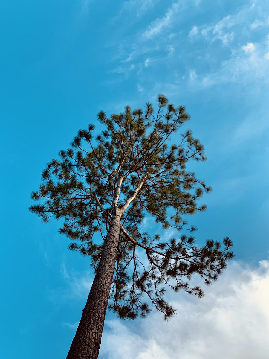 frankmorillo's tweet photo. #slashpine https://t.co/11ReAblU7y