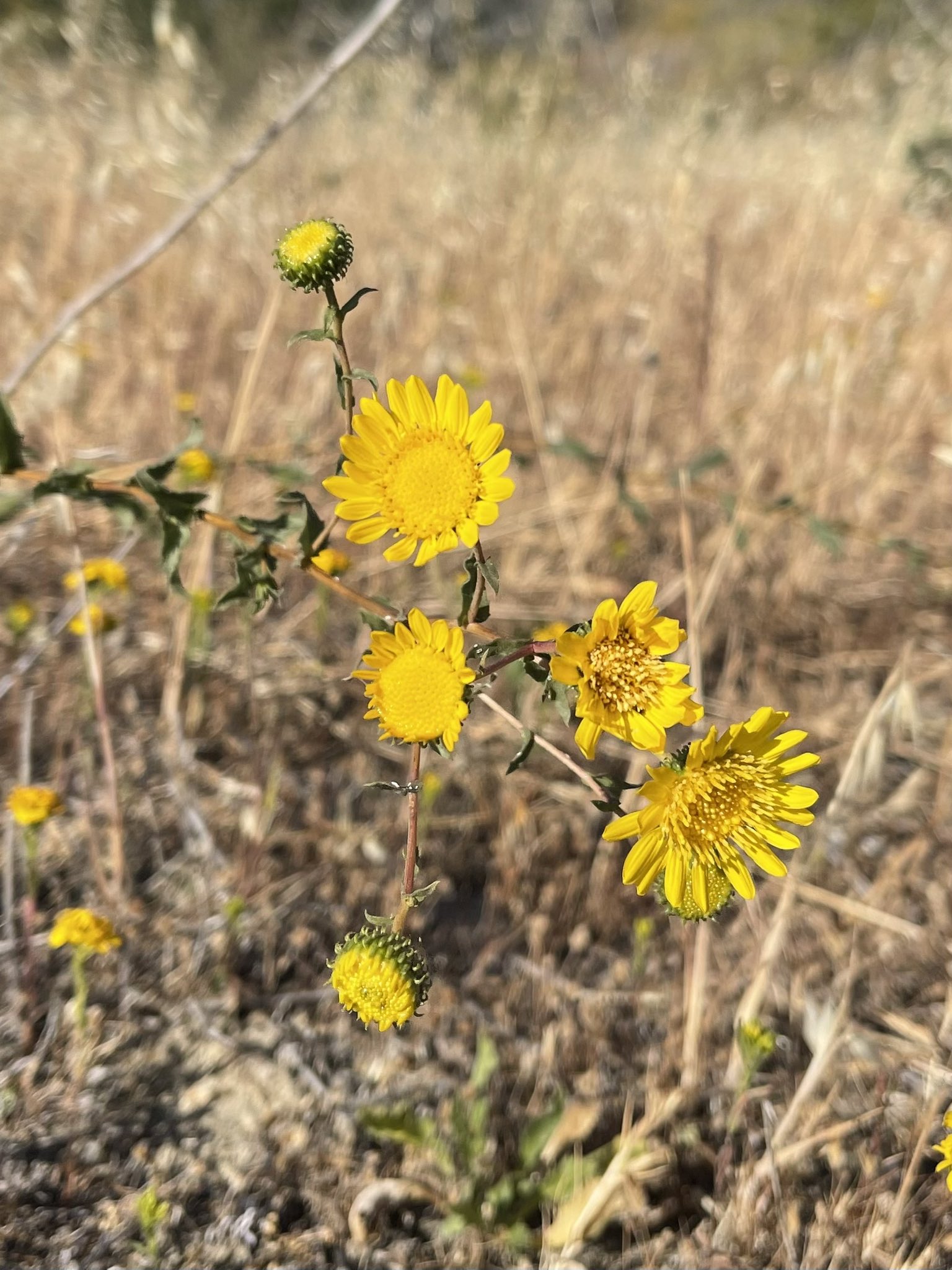 方舟子在twitter 今日所见野花 大山谷胶草 Great Valley Gumweed 海岸仙人掌 Coast Prickly Pear 多毛五叶草 Sticky Cinquefoil 毒参 Poison Hemlock T Co 3u02vamzyl Twitter 方舟子在twitter 今日所见野花 大山谷胶草 Great Valley Gumweed 海岸仙人掌 Coast Prickly Pear 多毛五叶草 Sticky Cinquefoil 毒参 Poison Hemlock T Co 3u02vamzyl Twitter