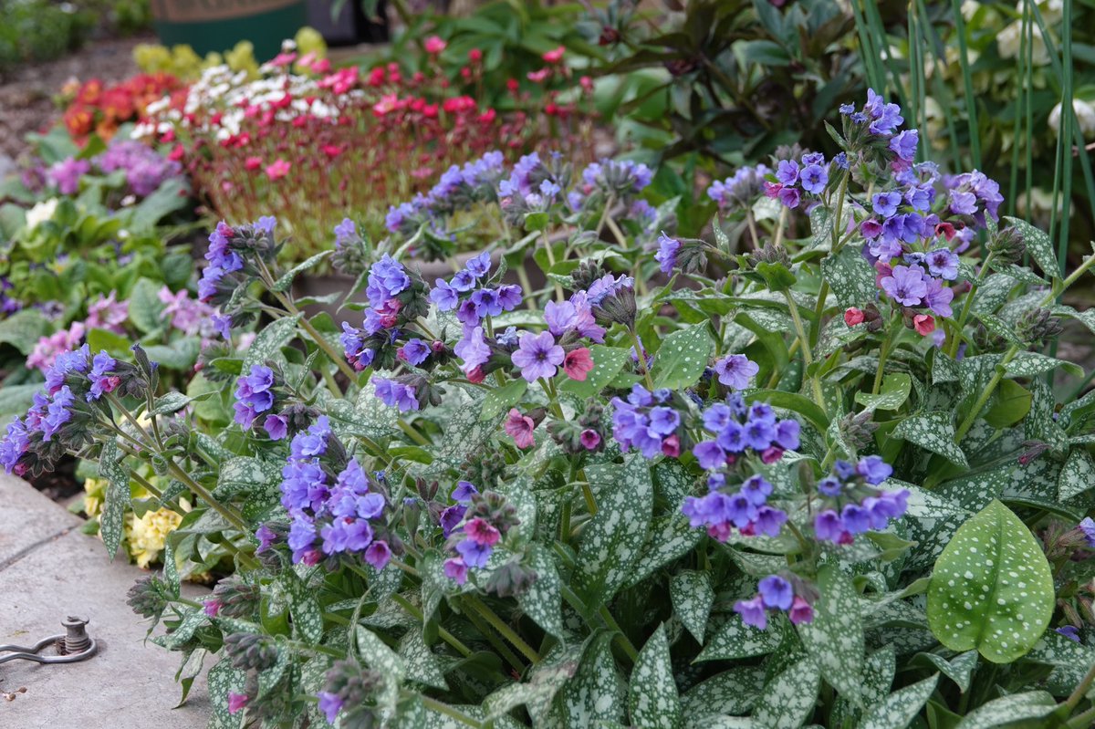 Jade37768636's tweet photo. #lungworts spring colours https://t.co/Y6iWWqx5Ju