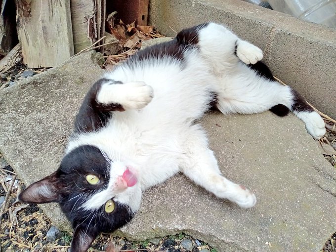 外飼いネコチャンに話聞いていただいてる 