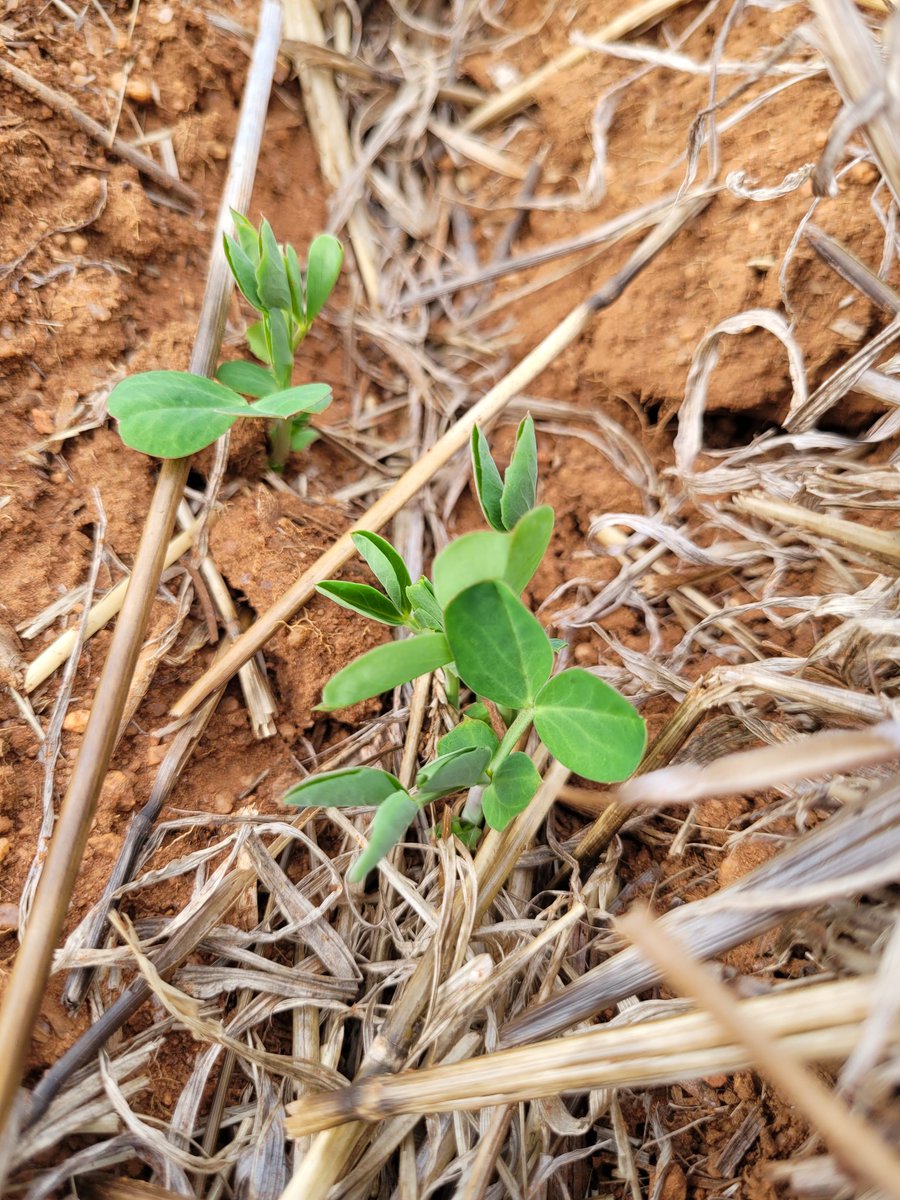 Sarah_Day_'s tweet photo. #pulses sown at Palmer on 19th of April at 50-80% emergence. Second time of sowing planned for next week (mid May)
#SARDIscience #lowrainfallpulseproject @SA_PIRSA @BrendanKupke https://t.co/beklXtGUCJ