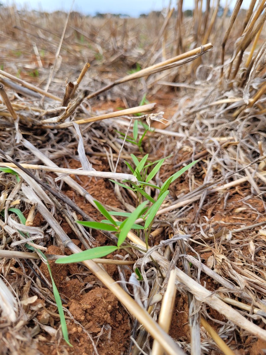 Sarah_Day_'s tweet photo. #pulses sown at Palmer on 19th of April at 50-80% emergence. Second time of sowing planned for next week (mid May)
#SARDIscience #lowrainfallpulseproject @SA_PIRSA @BrendanKupke https://t.co/beklXtGUCJ