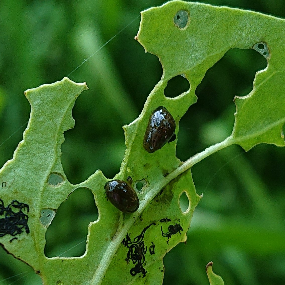 モロコ トホシクビボソハムシ 黄褐色の前翅と黒い頭部 胸部が特徴的なハムシの一種 前翅の紋は個体差があるらしく 全く無いものもいる 成虫 幼虫共にクコを食草とし 害虫として扱われる 幼虫は背に糞を背負う習性がある 昆虫 鞘翅目 甲虫