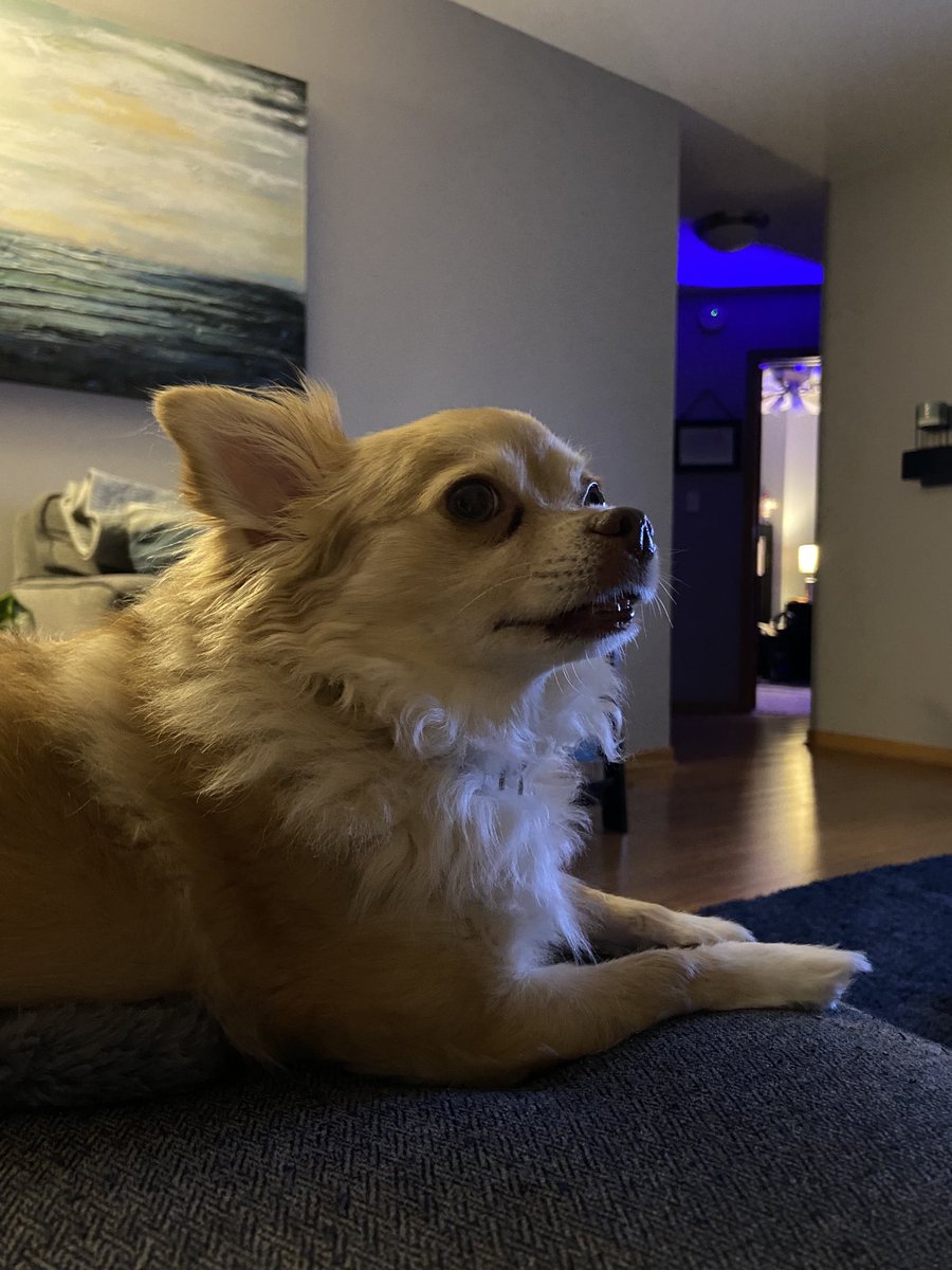 Culaxis's tweet image. Who spotted my #streaming buddy, Bandit? 🐕🙃👉🏼 m.twitch.tv/Culaxis #Apex #ApexLegends #TwitchStreamer