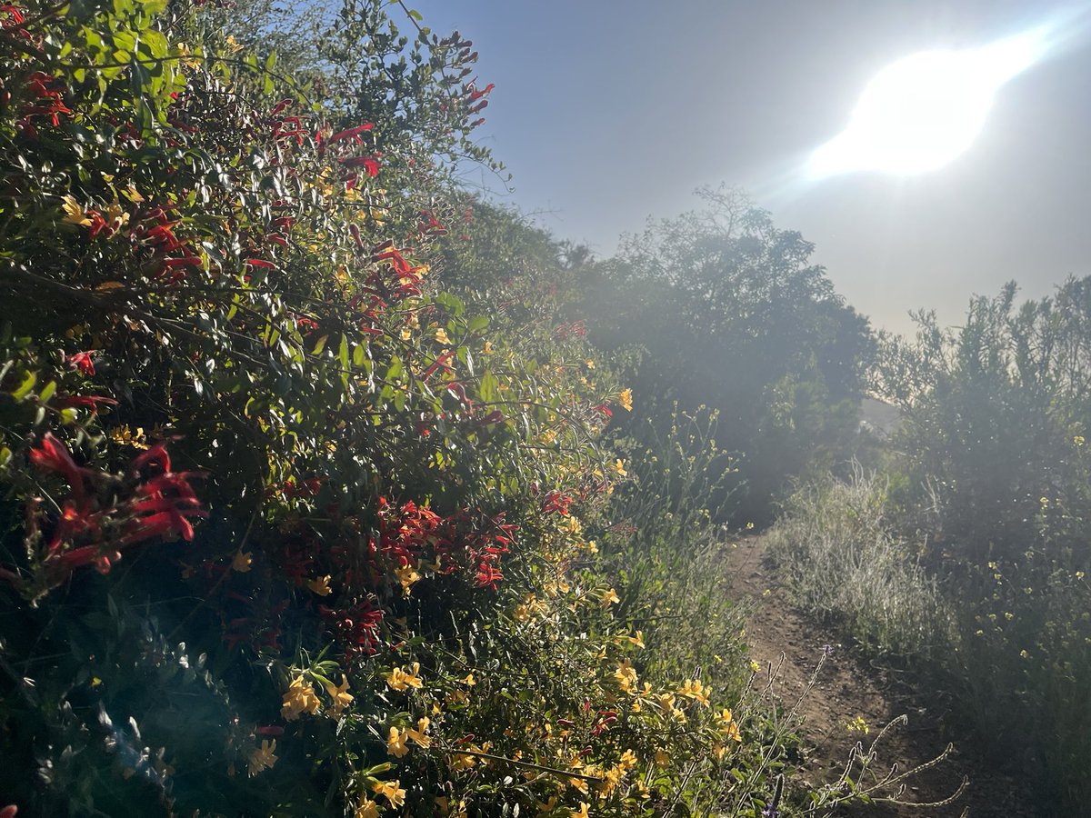 fischshead's tweet photo. Felton Trail - still lined with flowers.

#@COSChallenge https://t.co/DiCpIH0pil