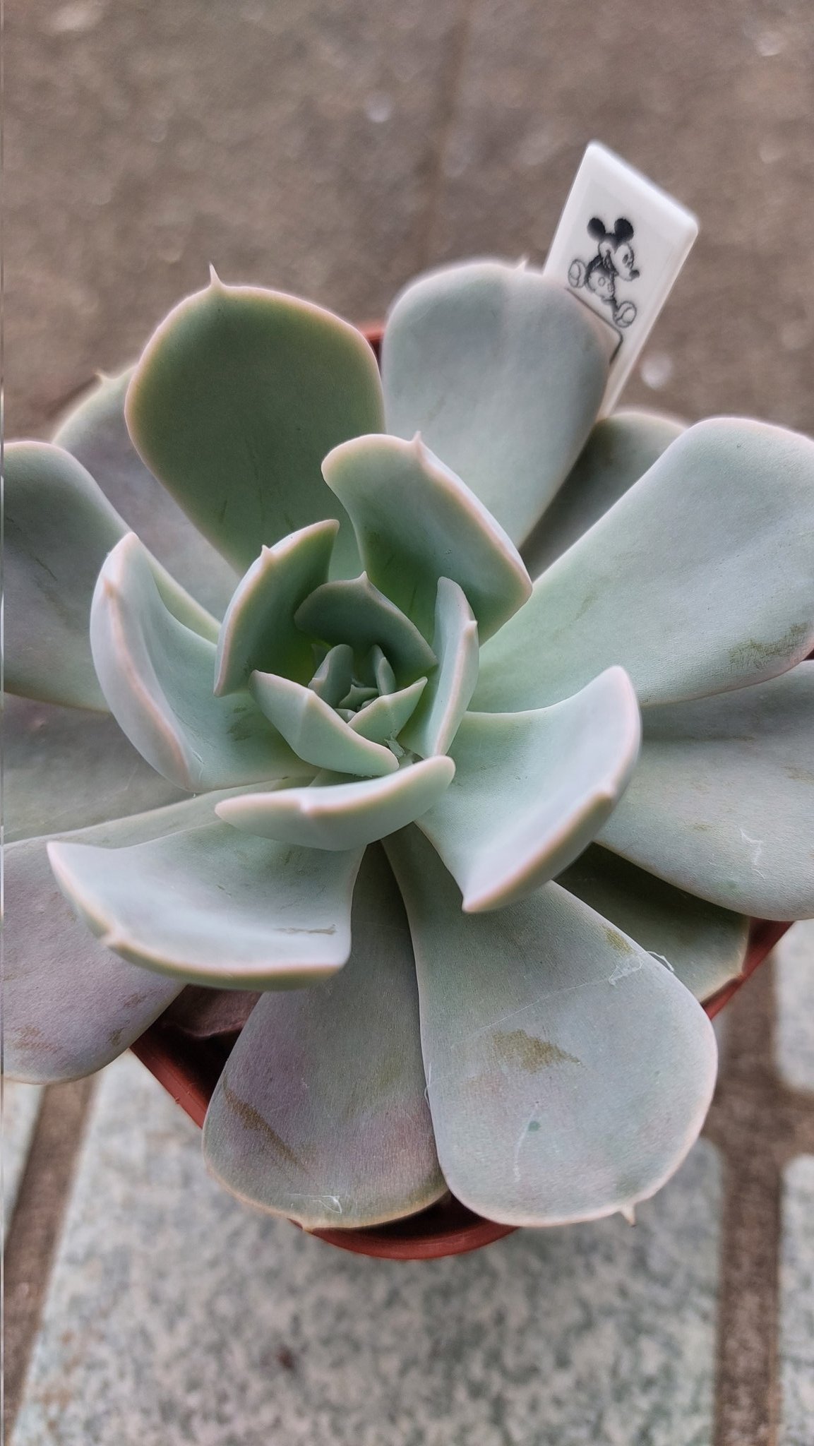 なぁ こんにちは またサボリーヌしてました 梅雨がやってくるー 皆さま梅雨対策済みですか 多肉植物 多肉 1日1回多肉写真 なぁの多肉日記 ルンヨニー ダイソー産 昨日撮影 T Co 8q3f8k2dib Twitter