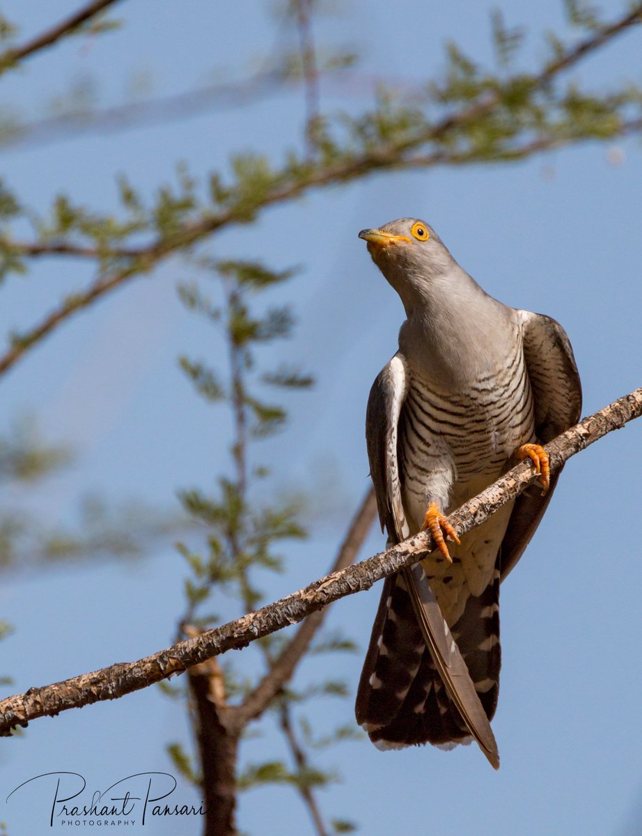 PrashantPansari's tweet photo. Common Hawk Cuckoo or Eurasian Cuckoo
#pansariphotography #jhalanaforestareajaipur #raptorsofindia #CommonHawkCuckoo #IndiAves #SummerMigrations #RajasthanForestdepartment #jaipurwildlife #rajasthantourism #natgeoyourshot #animalplanetindia #discoverychannelindia #natgeoindia https://t.co/oA718gMYWV