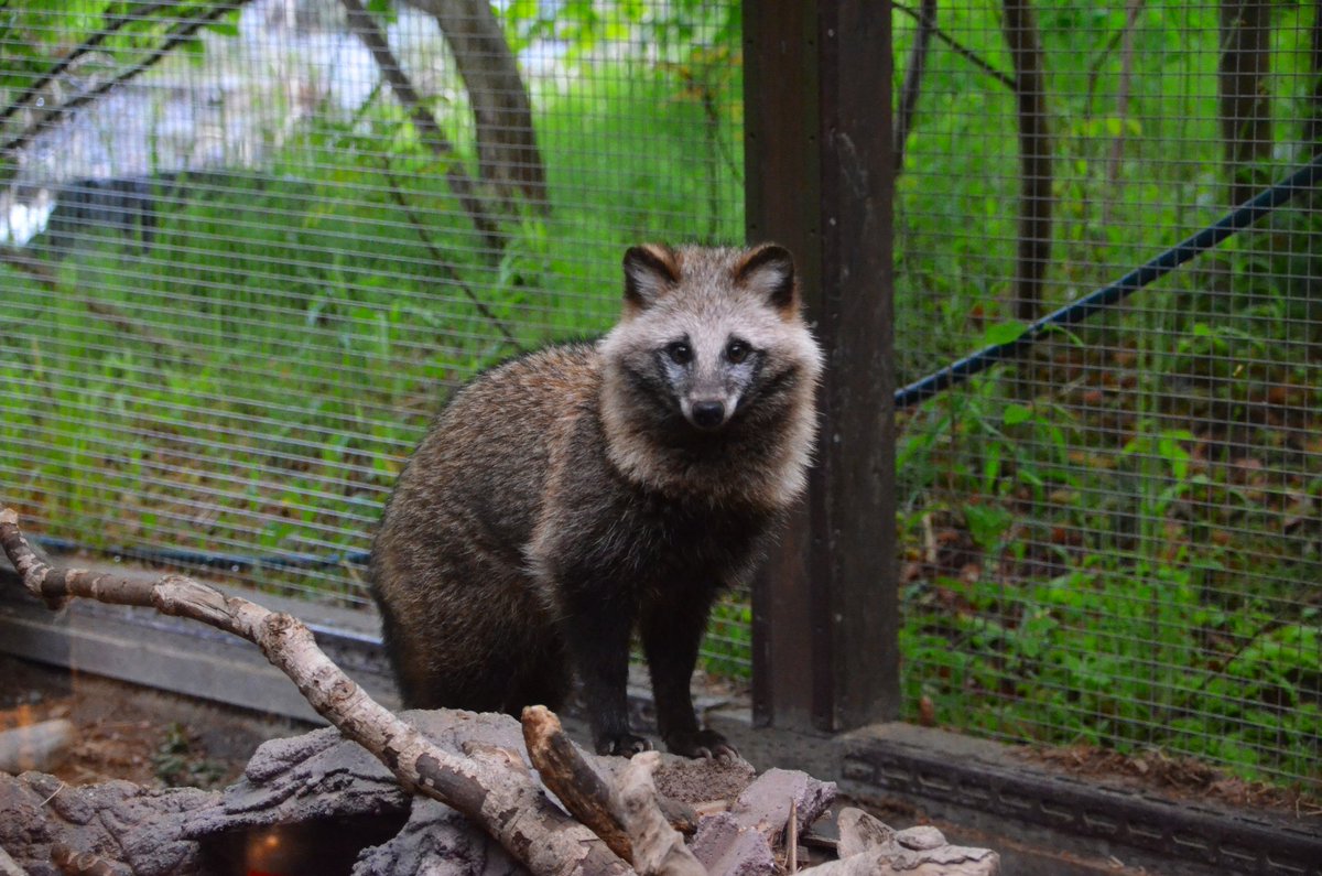 2Uesnho's tweet photo. 本命はタヌキ
まだまだあるけど好きなとこの子たち
#飯田市立動物園
#東武動物公園 
#アクアマリンふくしま
#東山動植物園
名前はわからない……… https://t.co/YSok3aZduX