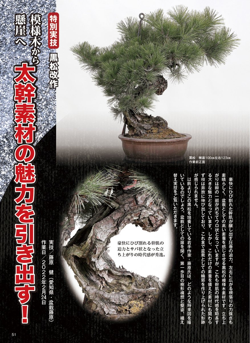 幹肌の圧巻の迫力、根張りの力強さ、盆栽としての高い素養を感じさせる