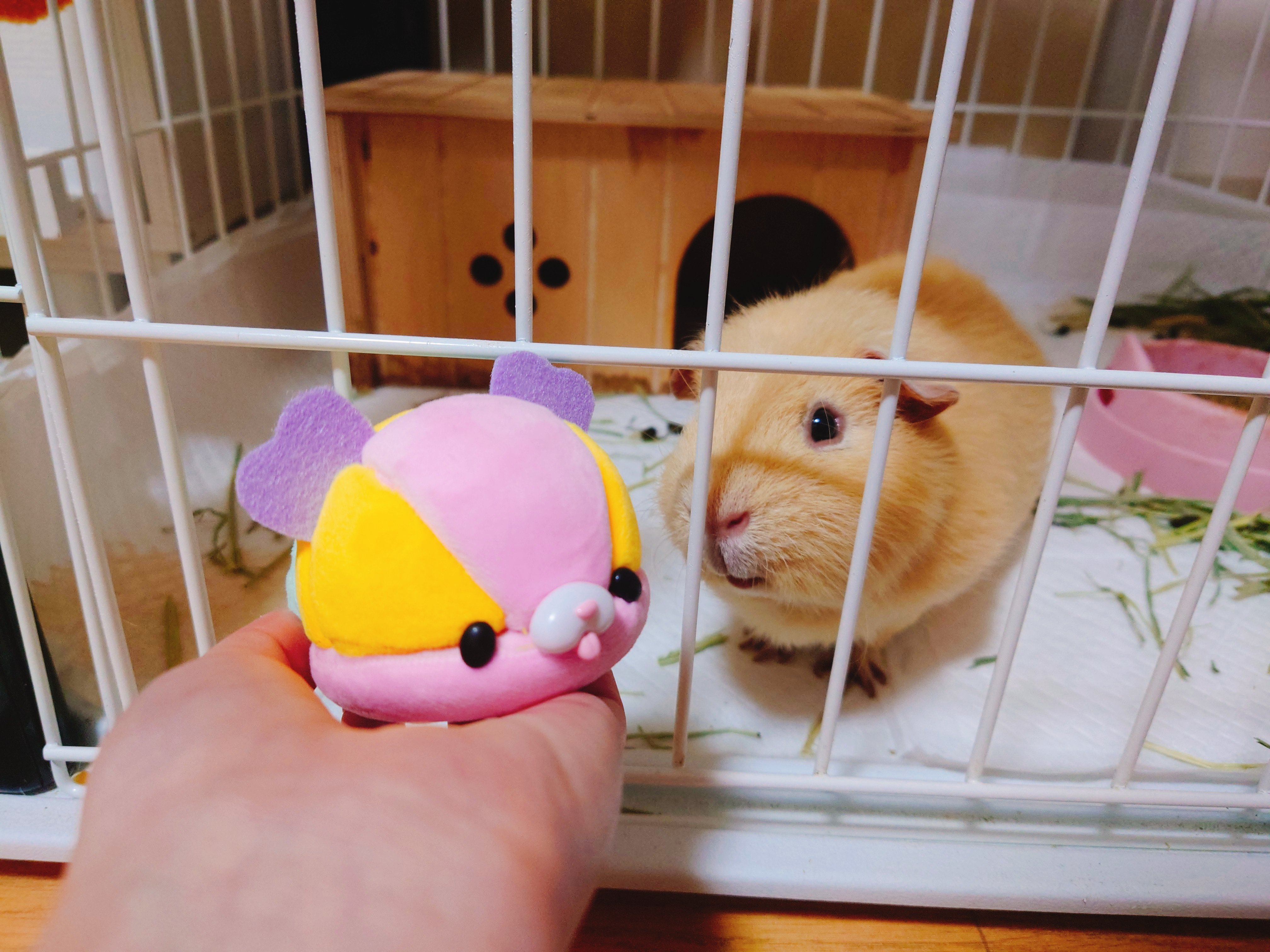 メガトイ おもちゃのメガハウス もうそろそろ発売の くるまーる サンプル品をいただいて かわいいわたしだけのくるまーるちゃんを作りました So Cute ペットのモルモットくんも興味深々のガン見でございました 笑 くるまーる T Co