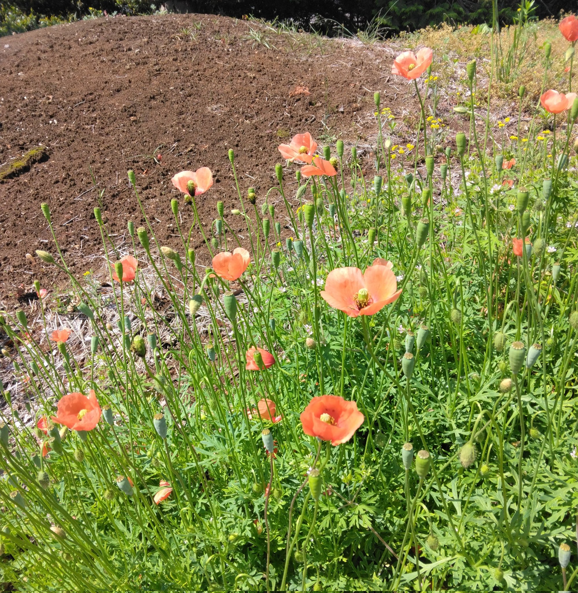 国分寺市議 だて淳一郎 道ばたにたくさん咲いているオレンジのきれいな花 ナガミヒナゲシ は外来種で繁殖力が非常に強く 周囲の他の植物へ悪影響を与えます 駆除する際はゴム手袋等をして 種が散乱しないように注意して下さい 参考ページ 国分寺市議 だて淳一郎 道ばたにたくさん咲いているオレンジのきれいな花 ナガミヒナゲシ は外来種で繁殖力が非常に強く 周囲の他の植物へ悪影響を与えます 駆除する際はゴム手袋等をして 種が散乱しないように注意して下さい 参考ページ