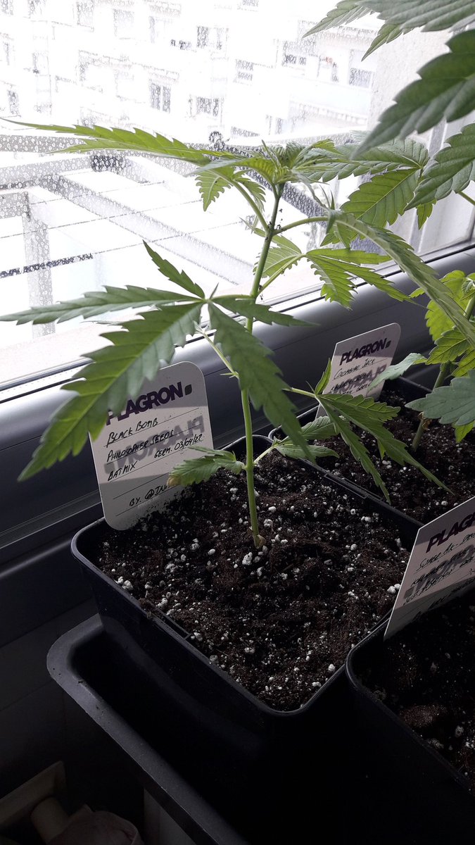 AdrycManellson's tweet photo. @PhiloSeeds @ProXL_Spain @ThePureFactory_ @DPlantasur @INMAQ16 @Sophie_MJ @Apez140 @HempCropEs @GreenbudSeeds @Kannabia_Samen @RaulSantos1981 @alchimiaGrow @JuanKannabia @CannaWorld4 Alegría pues Te Gusten Mejor #CannabisCommunity de esta Verde Mar, y a Tod@s Amig@s #PhiloTeam y @alchimiaGrow.
Y junto a mi Hada @INMAQ16 desde #AdrycsCove y #LaSofiJardinera @Sophie_MJ con @RaulSantos1981 en #CostaTropical al Sur Feliz Día Os Deseamos.🧚♂️😎
Y el es #Conmunity 🤣 https://t.co/67vqt38GLx