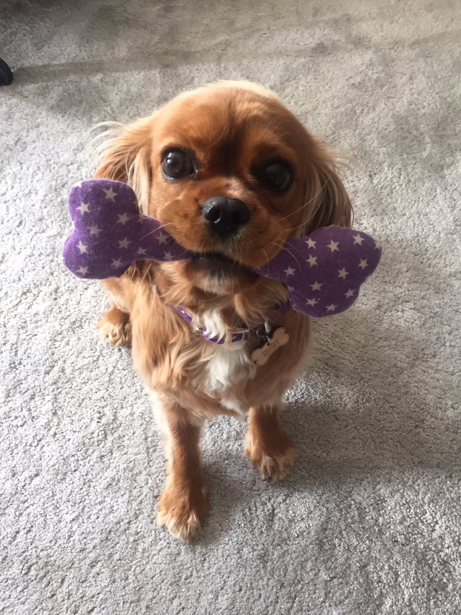 MeechTOBIN's tweet photo. Happy 8th Birthday π₯³ little lady!! #rubyfromtheblock @RubyTheCav πβ€οΈ Miss this little one everyday! π https://t.co/y7ssd6RO9C