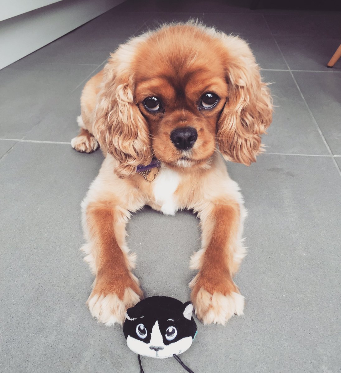 MeechTOBIN's tweet photo. Happy 8th Birthday π₯³ little lady!! #rubyfromtheblock @RubyTheCav πβ€οΈ Miss this little one everyday! π https://t.co/y7ssd6RO9C