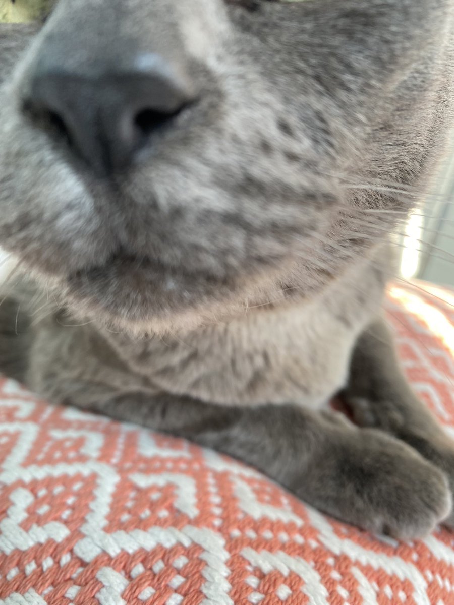 FrazerBlueCat's tweet photo. Boop Boop! ๐น
#CatsOfTwitter
#Booping https://t.co/YPv54AQHdg