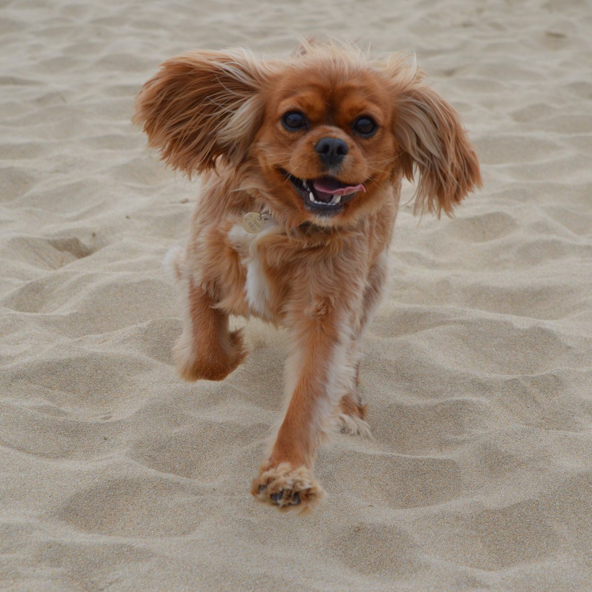 MeechTOBIN's tweet photo. Happy 8th Birthday π₯³ little lady!! #rubyfromtheblock @RubyTheCav πβ€οΈ Miss this little one everyday! π https://t.co/y7ssd6RO9C