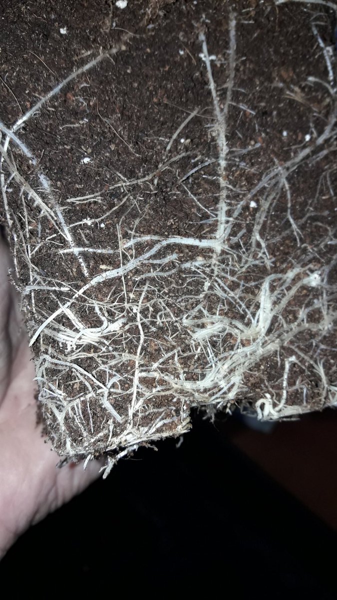 Adryc Manëllson tweet media