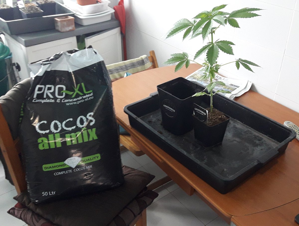 Adryc Manëllson tweet media