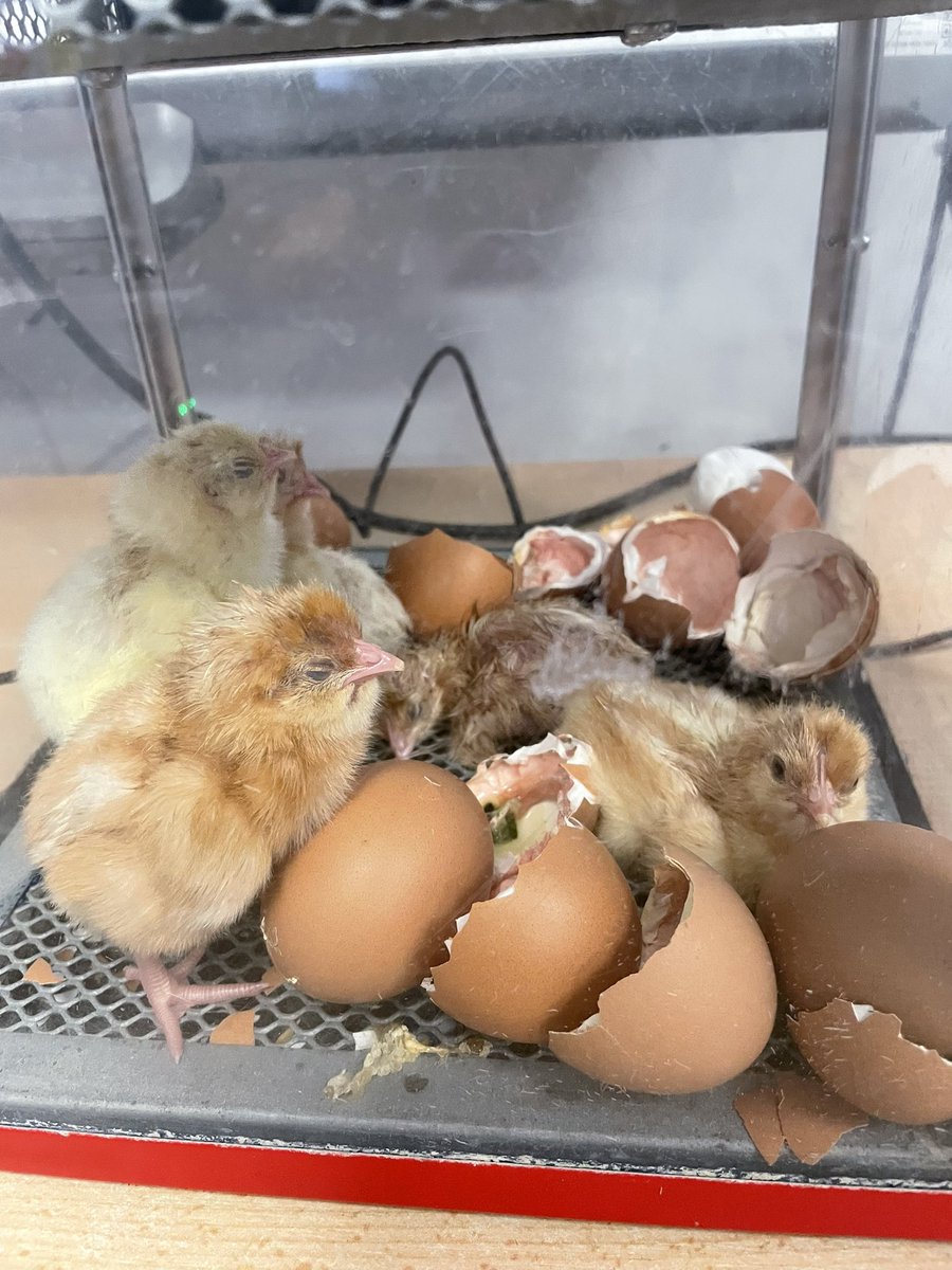 Welcome to the world Woodhill chicks. Half of them are hatched- don’t forget to watch the live stream to see the other half hatch in the next few days- youtu.be/ib1JV7vwG_M <a href="/WoodhillSci/">Woodhill Science</a> <a href="/WoodhillSch/">Woodhill Primary School</a>