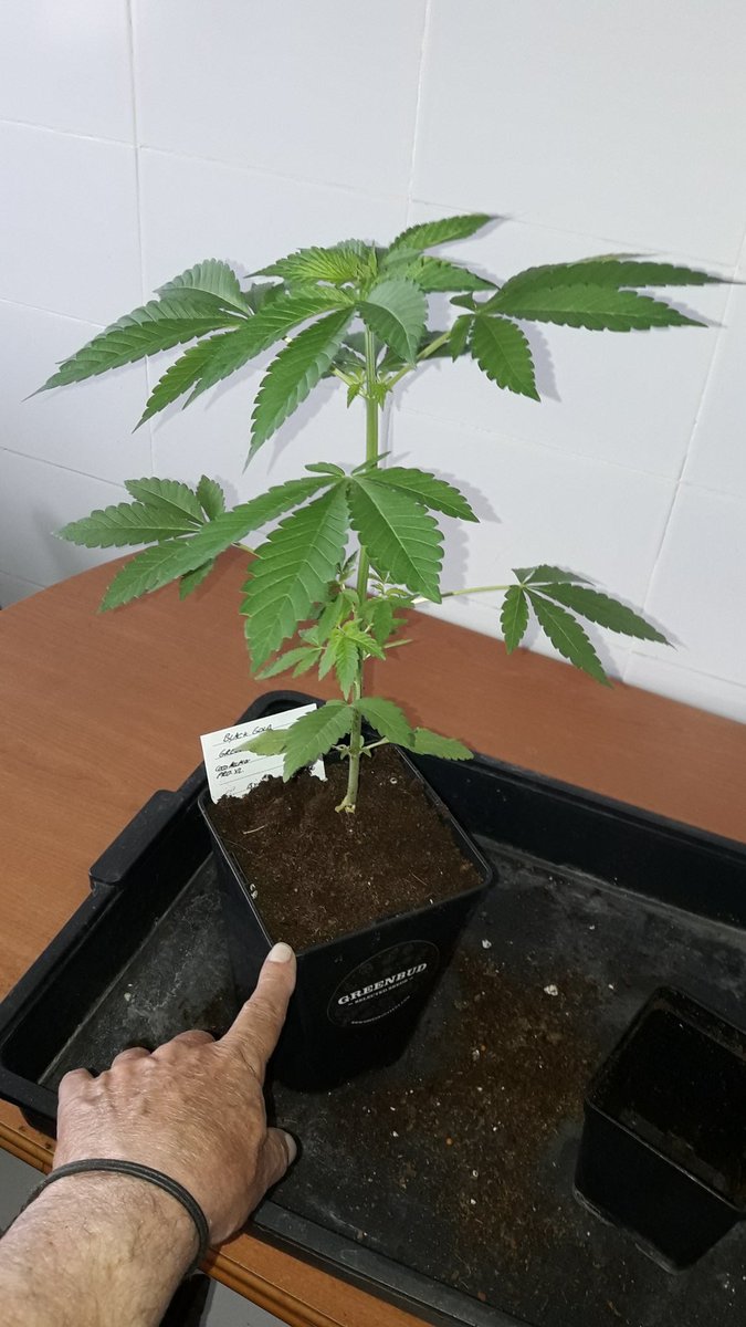 Adryc Manëllson tweet media