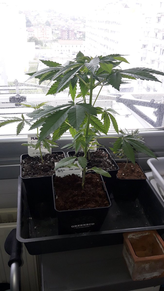 Adryc Manëllson tweet media