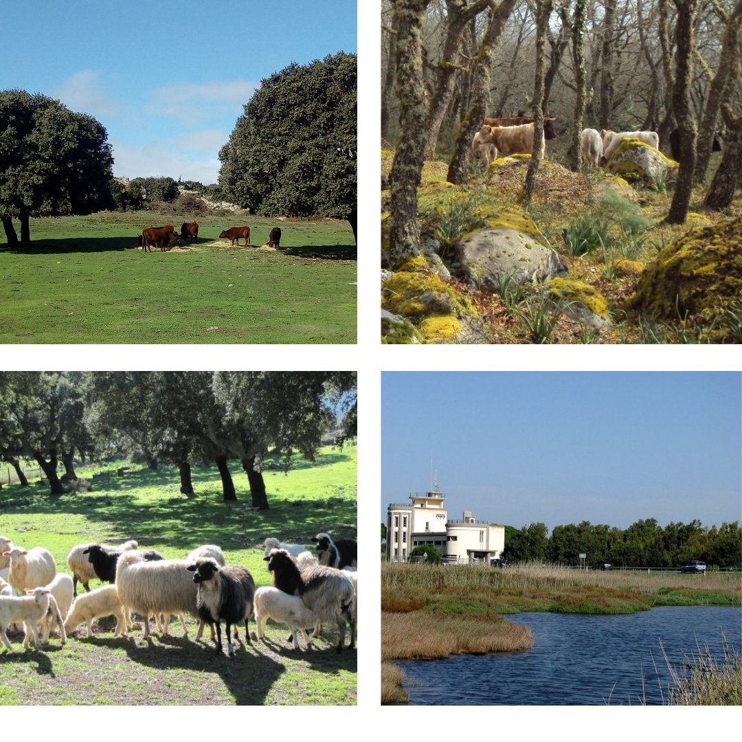 euraf2022's tweet photo. Third day of #EURAF2022 dedicated to the study visits: #Agroforestry experimental sites and enchanting Sardinian landscapes.
Live science, research immersed in nature
👇
https://t.co/Z13tQpA5sA https://t.co/hhBPY1dd74