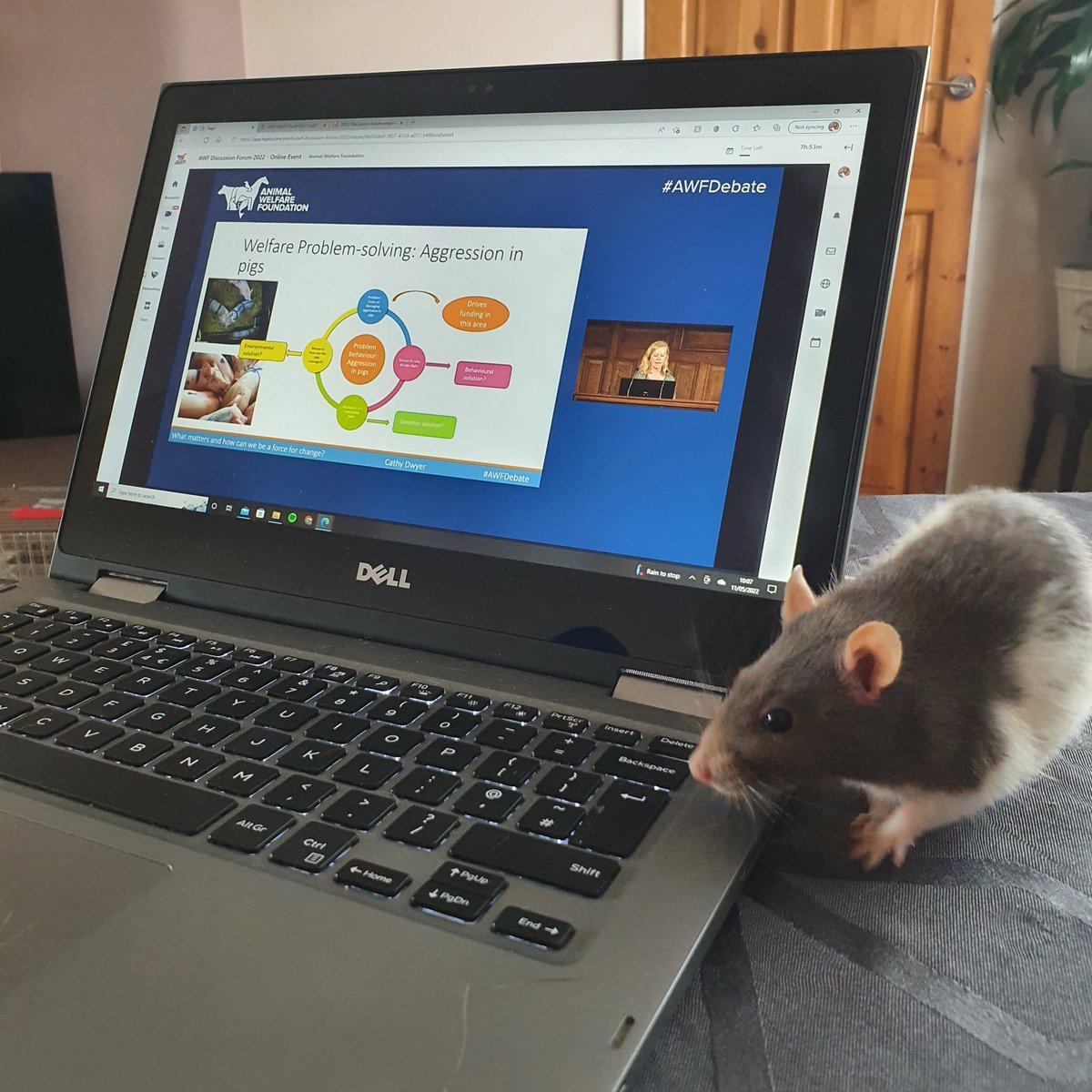 beccajschofield's tweet photo. Enjoying the opening session for the #AWFDiscussionForum - Meeko is intrigued. She's looked at the programme &amp; is now eagerly awaiting the session on 'Welfare in pest control' later #AWFDebate #AnimalWelfare @AWF_VETS https://t.co/kZ34ULRV2q
