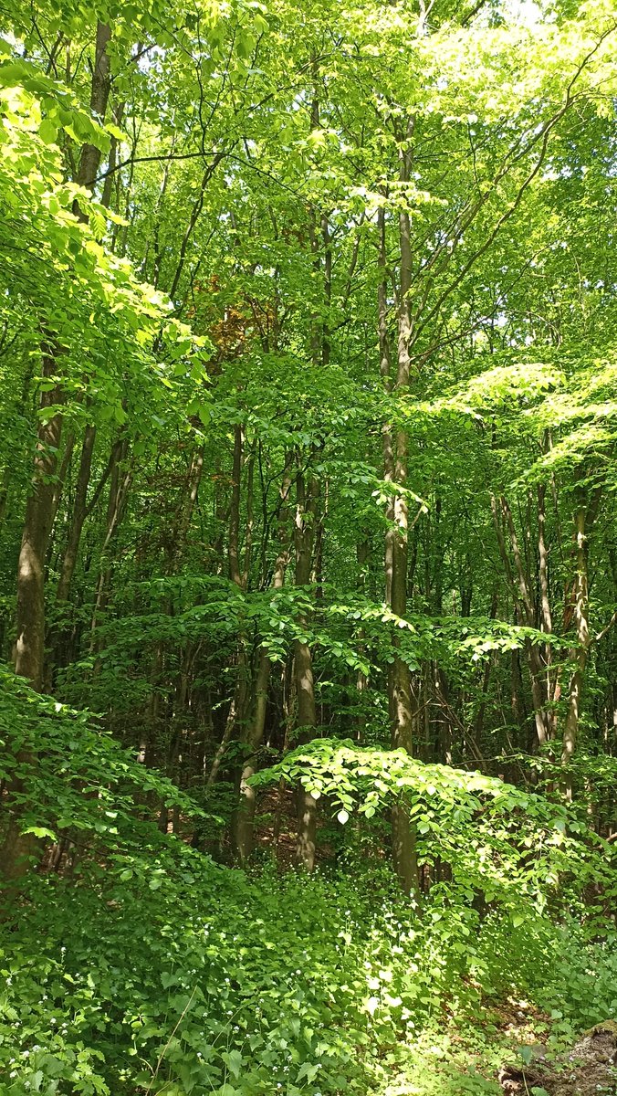 kerstinschrde16's tweet photo. #wuppertal
 ist warm+trocken heute,oder ?#mittagspause  
#dürre 

Hier der #Laubwald Königshöhe der für das Kernareal der #buga31 versiegelt/bebaut werden soll.

Spendet jetzt Atemluft,Feuchtigkeit, Temperaturausgleich 
 
Komm+relax!
Stimme JA! Keine Buga31 https://t.co/h6tebYx0Qs