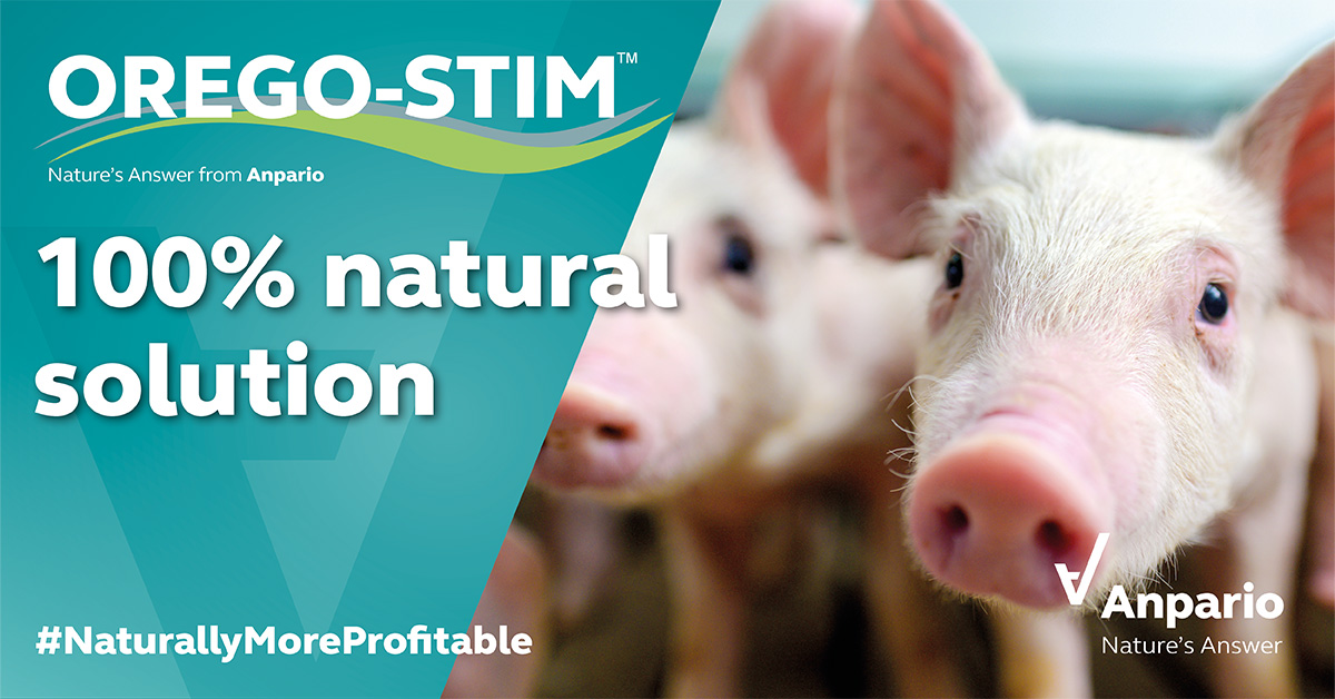 anparioplc's tweet image. #OregoStim is the 100% natural solution to supporting #SowPerformance &amp;amp; her offspring. Trials have shown that maternal feeding of Orego-Stim resulted in an 11% increase in #piglet throughput &amp;amp; a reduced reliance on medicinal interventions. 
anpario.com/l/orego-stim-s…
#NaturesAnswer