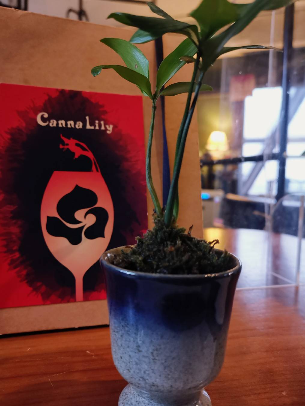 Canna Lily 隠れ家バル 梅田店 En Twitter 店内には多くの植物があり 基本的にはソファー席を設けております 梅田らしくない 梅田にいることを忘れさせてくれるお店を作っておりますので 空間を楽しみにもきてみてくださいませ 18時よりオープンしております