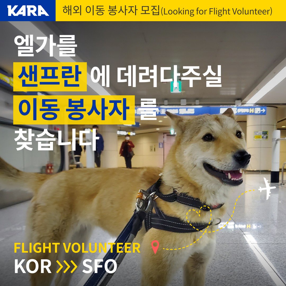 ekara_org's tweet photo. 엘가를 샌프란시스코로 데려다 주실 해외 이동봉사자님을 찾습니다🛫

✔기간 : 상시 모집
✔지역 : 미국, 캐나다
✔대상 : 국적, 신분, 직업 상관없이 누구나 가능(뉴욕 : 학생·인턴 비자 불가)
✔방법 : 카라 홈페이지 https://t.co/B88GuWETLD
✔문의 : info@ekara.org / 02-3482-0999 https://t.co/3MZlH5PPei