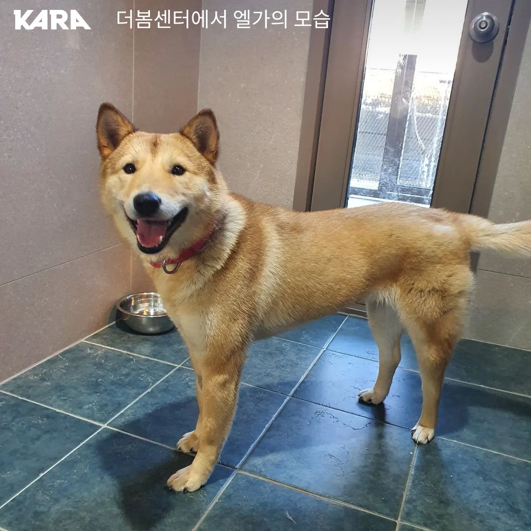 ekara_org's tweet photo. 엘가를 샌프란시스코로 데려다 주실 해외 이동봉사자님을 찾습니다🛫

✔기간 : 상시 모집
✔지역 : 미국, 캐나다
✔대상 : 국적, 신분, 직업 상관없이 누구나 가능(뉴욕 : 학생·인턴 비자 불가)
✔방법 : 카라 홈페이지 https://t.co/B88GuWETLD
✔문의 : info@ekara.org / 02-3482-0999 https://t.co/3MZlH5PPei