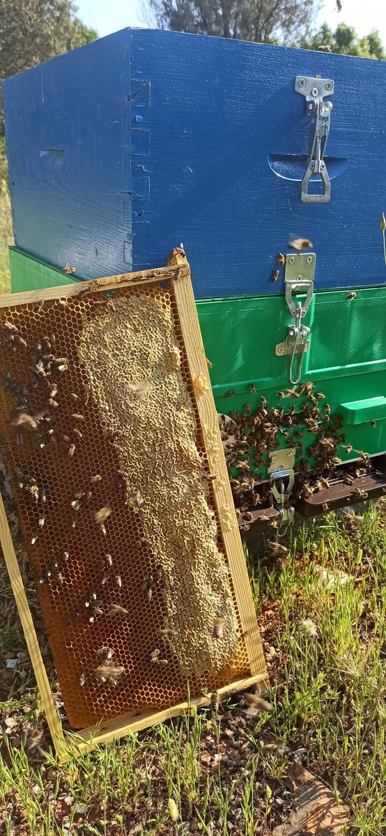 GreekBeeKeeper's tweet image. Spring going strong! 💪💪💪 🐝🐝🐝
#beekeeping #bee #beekeeper #beehive #honey #honeybee #greece #beenature #mature